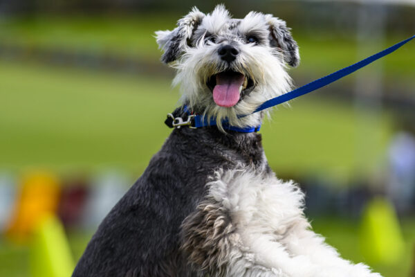 Happy Schnauzer